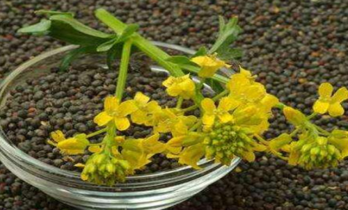 菜粕期貨的手續(xù)費是多少？有優(yōu)惠政