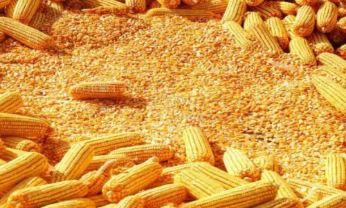 最近玉米期貨會(huì)大漲嗎？做一手玉米